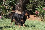 CAVALIER KING CHARLES 604